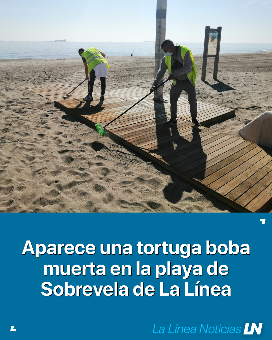 Aparece una tortuga boba muerta en la playa de Sobrevela de La Línea